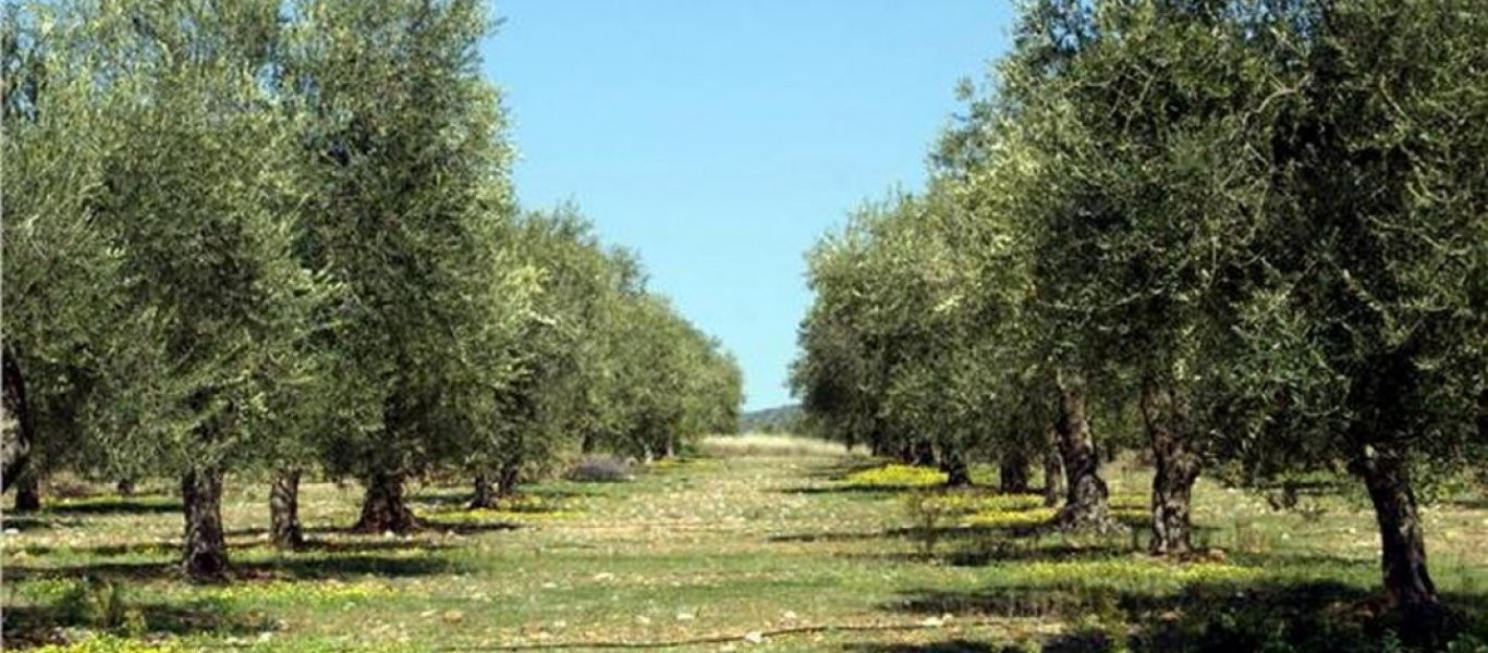 Δίκτυο για την αποκρυπτογράφηση της ελιάς ξεκινά στην Ελλάδα